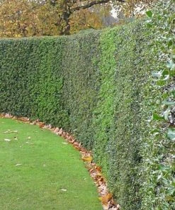 Garden Goods Direct American Holly