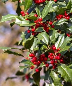 Garden Goods Direct American Holly