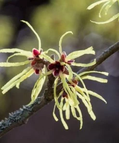 Garden Goods Direct American Witch Hazel Shrubs