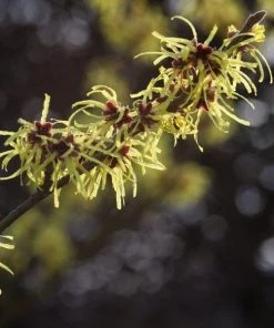 Garden Goods Direct American Witch Hazel Shrubs