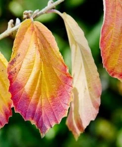 Garden Goods Direct American Witch Hazel Shrubs