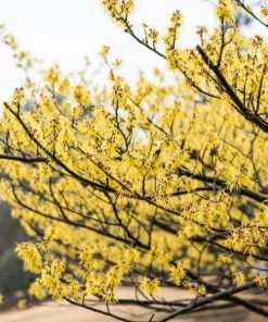 Garden Goods Direct American Witch Hazel Shrubs