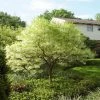 Garden Goods Direct Trees American Fringe Tree