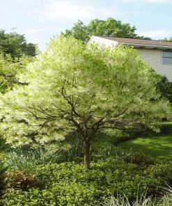Garden Goods Direct Trees American Fringe Tree