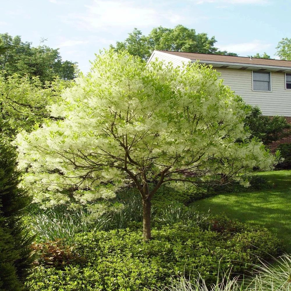 Garden Goods Direct Trees American Fringe Tree 1 Garden Goods Direct Trees American Fringe Tree