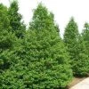 Garden Goods Direct American Holly