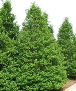 Garden Goods Direct American Holly