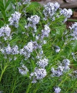 Garden Goods Direct Amsonia Hubrichtii