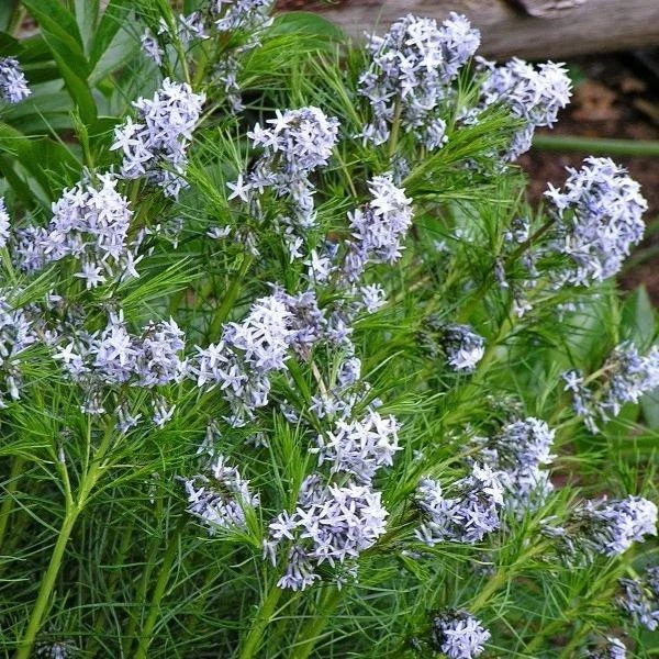 Garden Goods Direct Amsonia Hubrichtii 1 Garden Goods Direct Amsonia Hubrichtii