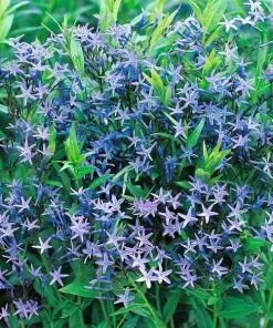 Garden Goods Direct Perennials Amsonia Blue Ice