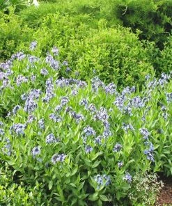 Garden Goods Direct Perennials Amsonia Blue Ice