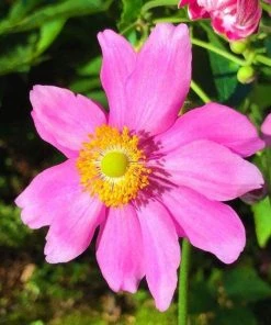 Garden Goods Direct Anemone Pamina Perennials