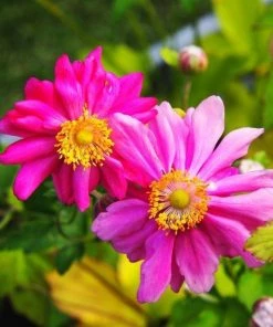 Garden Goods Direct Anemone Pamina Perennials