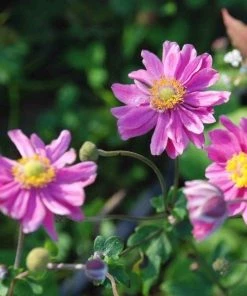 Garden Goods Direct Anemone Pamina Perennials