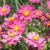 Garden Goods Direct Anemone Pamina Perennials
