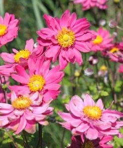 Garden Goods Direct Anemone Pamina Perennials