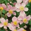 Garden Goods Direct Anemone September Charm