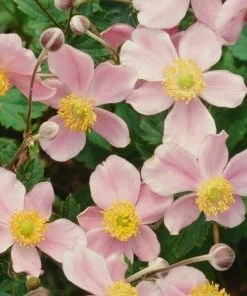 Garden Goods Direct Anemone September Charm