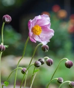 Garden Goods Direct Anemone September Charm
