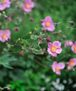 Garden Goods Direct Anemone September Charm