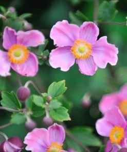 Garden Goods Direct Anemone September Charm