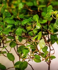 Garden Goods Direct Angel Vine House Plants