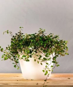 Garden Goods Direct Angel Vine House Plants