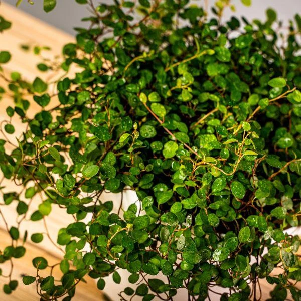 Garden Goods Direct Angel Vine House Plants 3 Garden Goods Direct Angel Vine House Plants