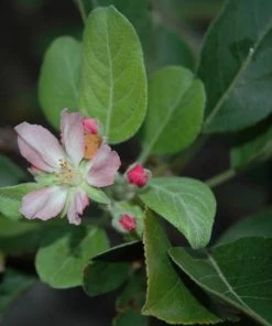 Garden Goods Direct Anna Apple Tree Trees