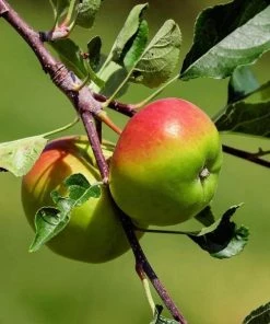 Garden Goods Direct Anna Apple Tree Trees