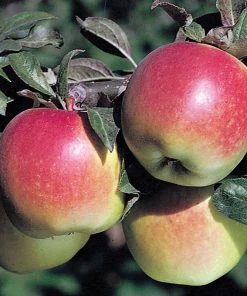 Garden Goods Direct Anna Apple Tree Trees