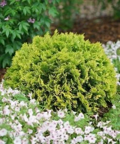 Garden Goods Direct Proven Winners® Color Choice® Anna's Magic Ball® Arborvitae Shrubs