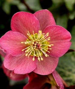Garden Goods Direct Perennials Helleborus Anna's Red