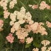 Garden Goods Direct Achillea Apricot Delight