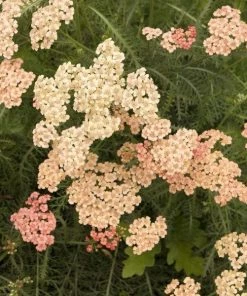 Garden Goods Direct Achillea Apricot Delight