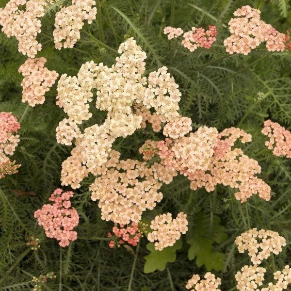 Garden Goods Direct Achillea Apricot Delight 1 Garden Goods Direct Achillea Apricot Delight