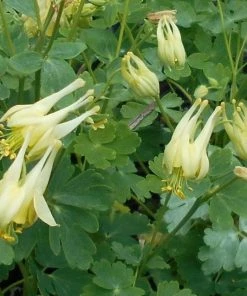 Garden Goods Direct Aquilegia Corbett