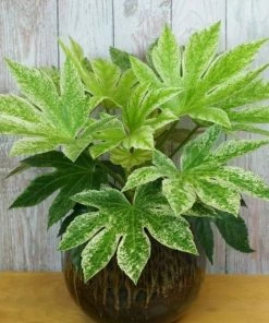 Garden Goods Direct Fatsia Spider Web