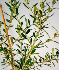 Garden Goods Direct Fruit & Nut Arbequina Olive Tree