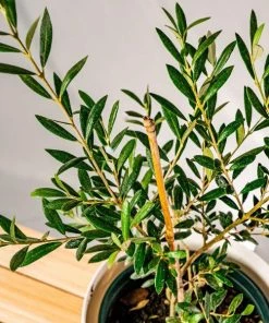 Garden Goods Direct Fruit & Nut Arbequina Olive Tree