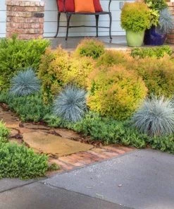 Garden Goods Direct Fire Chief™ Thuja 7 Garden Goods Direct Fire Chief™ Thuja