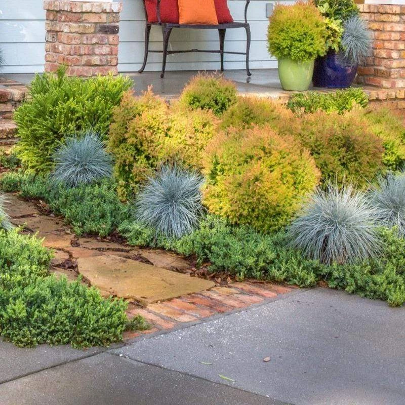 Garden Goods Direct Fire Chief™ Thuja 3 Garden Goods Direct Fire Chief™ Thuja