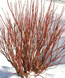 Garden Goods Direct Proven Winners® Color Choice® Arctic Fire® Red Twig Dogwood Shrubs