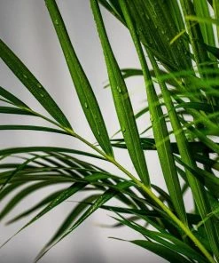 Garden Goods Direct Areca Palm 6 Garden Goods Direct Areca Palm