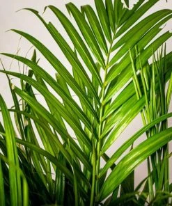 Garden Goods Direct Areca Palm