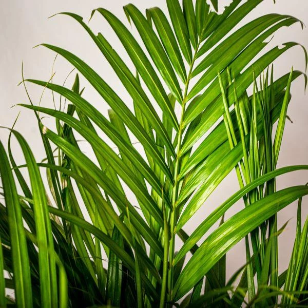Garden Goods Direct Areca Palm 2 Garden Goods Direct Areca Palm
