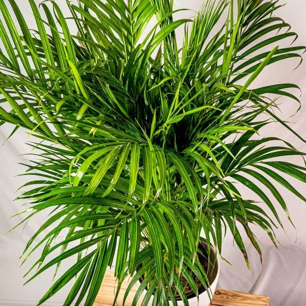Garden Goods Direct Areca Palm 4 Garden Goods Direct Areca Palm