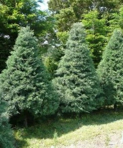 Garden Goods Direct Trees Blue Ice Cypress 6 Garden Goods Direct Trees Blue Ice Cypress