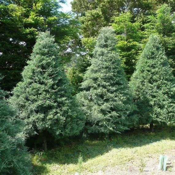 Garden Goods Direct Trees Blue Ice Cypress 3 Garden Goods Direct Trees Blue Ice Cypress