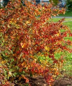 Garden Goods Direct Shrubs Aronia Autumn Magic